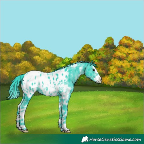 Horse Color:Watercolor Black Sabino Splash Tobiano Blanket