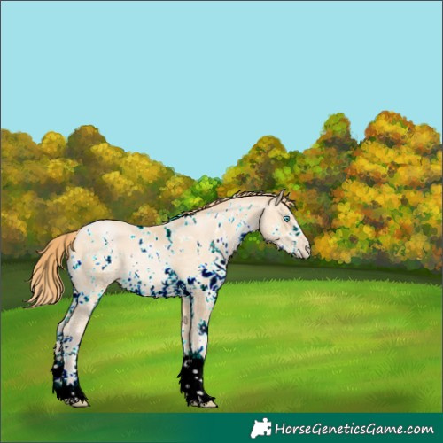 Horse Color:White Spotted Bay Snowdrop Pearl Sabino