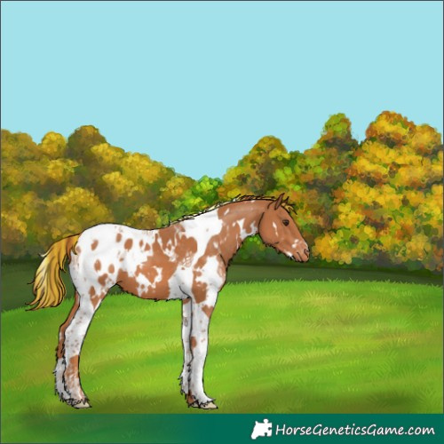 Horse Color:Painted White Spotted Chestnut Tobiano Blanket 