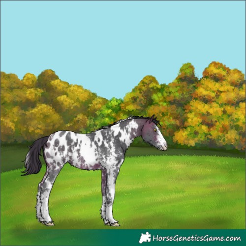 Horse Color:White Spotted Bay Sabino Blanket