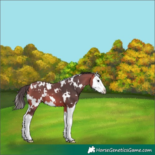 Horse Color:White Spotted Bay Splash Varnish