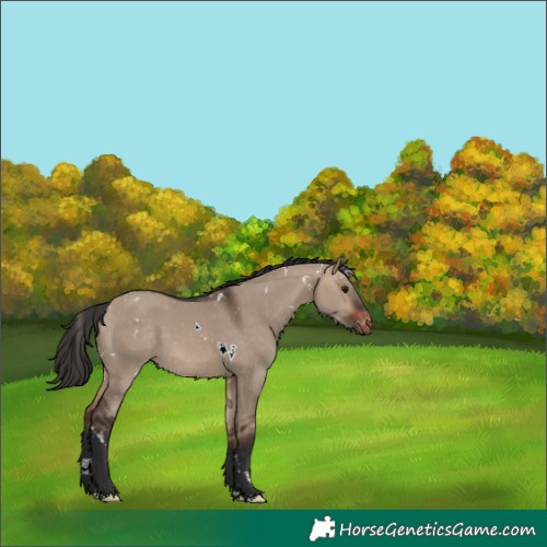 Horse Color:White Spotted Bay Dun Varnish 
