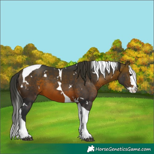 Horse Color:White Spotted Brown Splash Tobiano 