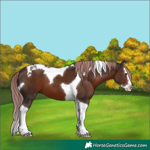 Horse Color:Liver Chestnut Splash Tobiano