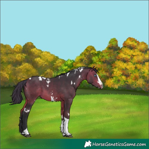 Horse Color:White Spotted Bay Splash Tobiano 