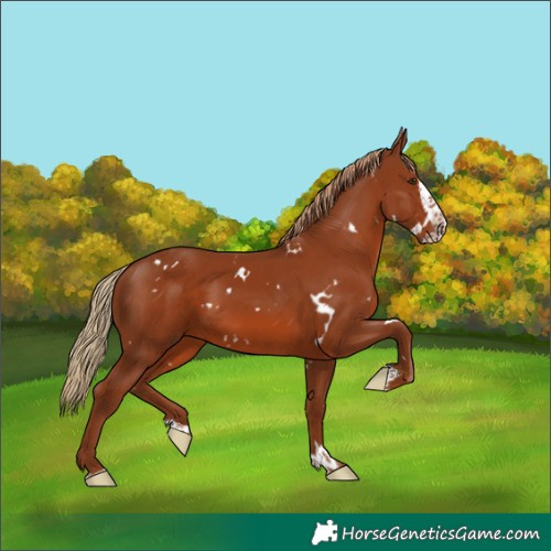Horse Color:White Spotted Chestnut Splash