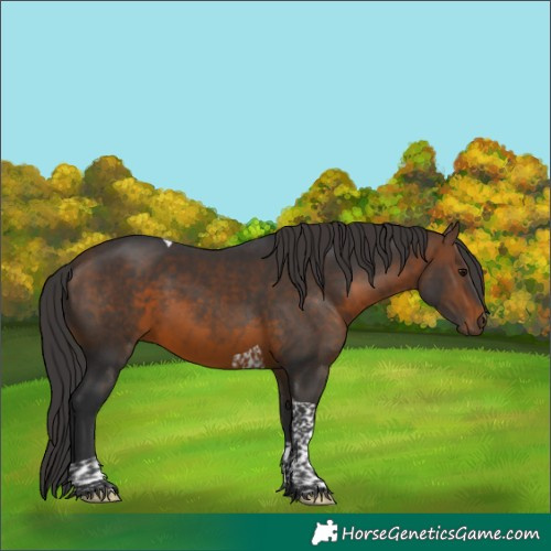 Horse Color:Brown Tobiano 