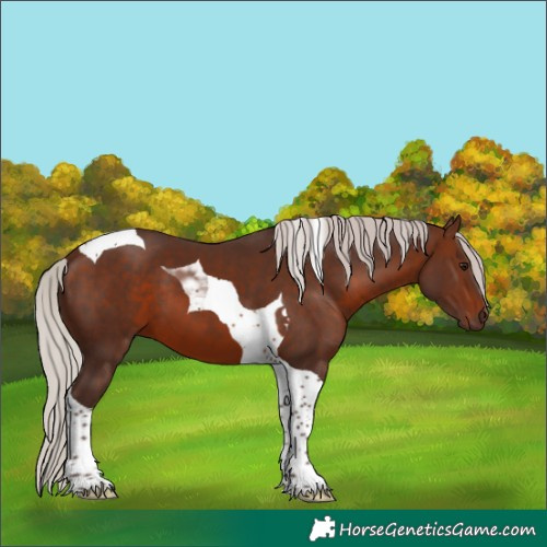 Horse Color:Silver Brown Tobiano