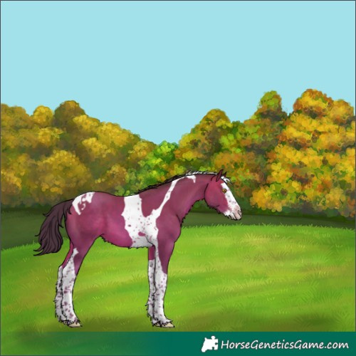 Horse Color:Sable Champagne Splash Tobiano 