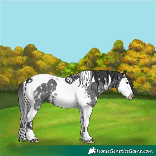 Horse Color:Black Sabino Splash Tobiano