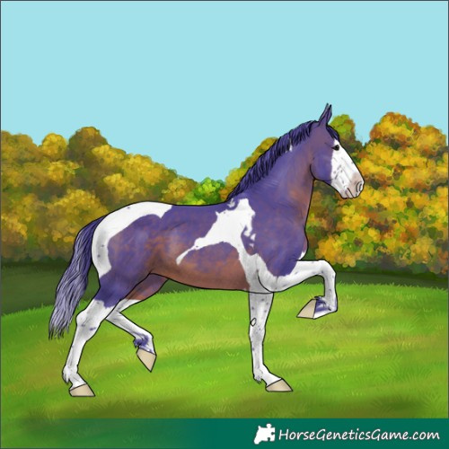 Horse Color:Watercolor Brown Splash Tobiano 
