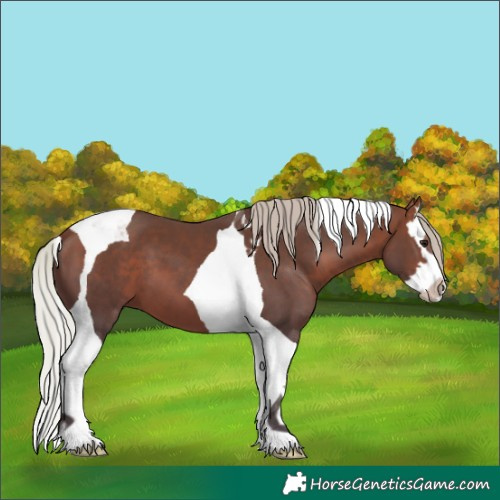 Horse Color:Silver Bay Splash Tobiano