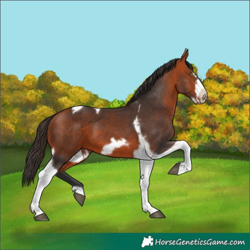 Horse Color:Bay Tobiano Frame 