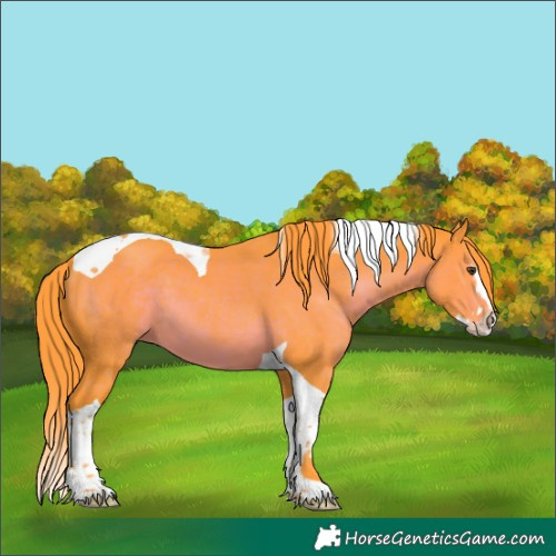 Horse Color:Watercolor Liver Chestnut Splash Tobiano 