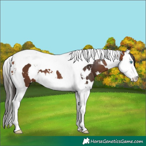 Horse Color:White Spotted Bay Splash Tobiano