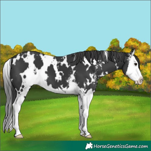 Horse Color:White Spotted Black Sabino Splash