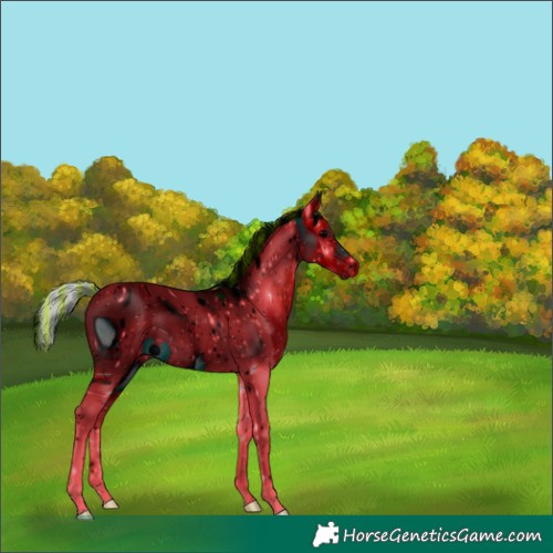 Horse Color:ERROR: UNKNOWN ANOMALY