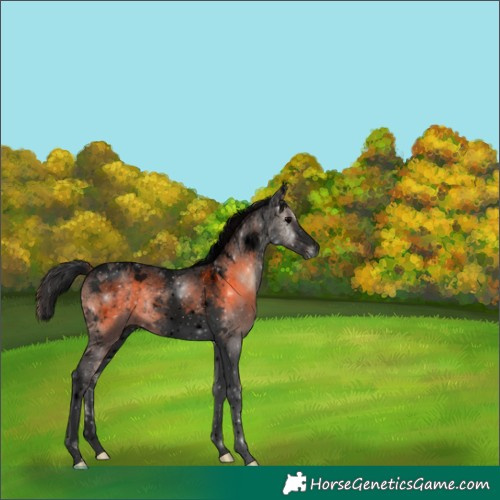 Horse Color:Void Blue Onyx Tobiano