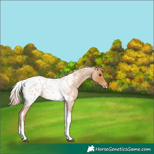 Horse Color:Red Roan Tobiano Near Leopard