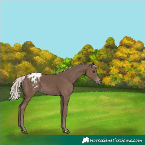 Horse Color:Silver Black Varnish