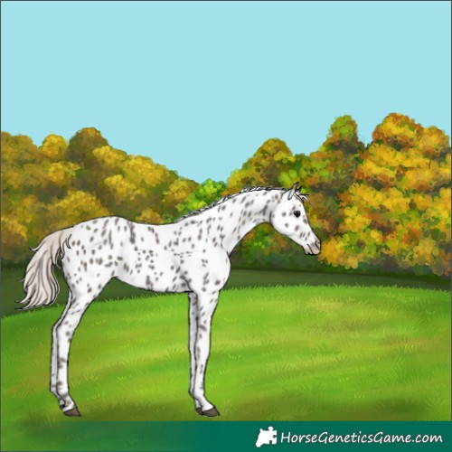 Horse Color:Silver Black Near Leopard