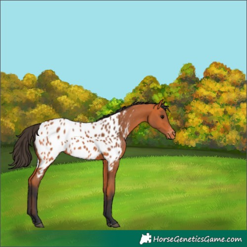 Horse Color:Bay Near Leopard