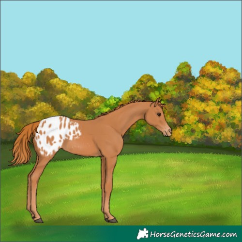 Horse Color:Chestnut Blanket