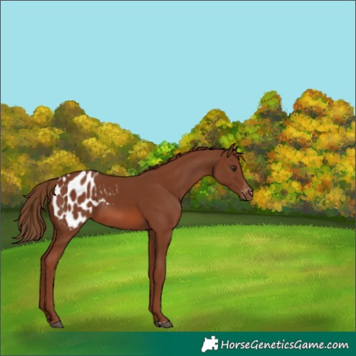 Horse Color:Chestnut Blanket 