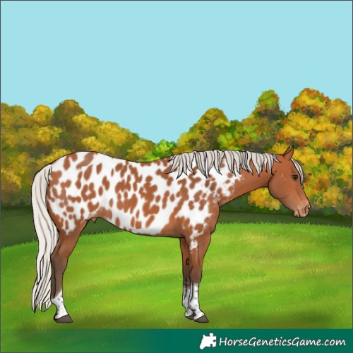 Horse Color:Silver Bay Tobiano Near Leopard