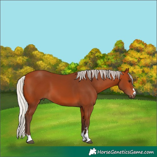 Horse Color:Silver Bay