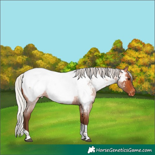 Horse Color:Silver Bay Roan Tobiano Near Fewspot