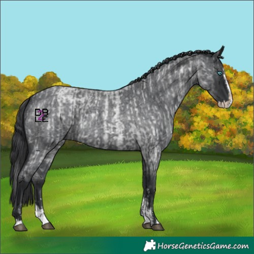 Horse Color:Blue Roan Sabino Splash and Blue Roan Sabino Splash