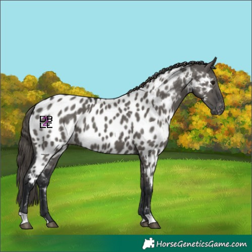 Horse Color:Grullo Near Leopard 