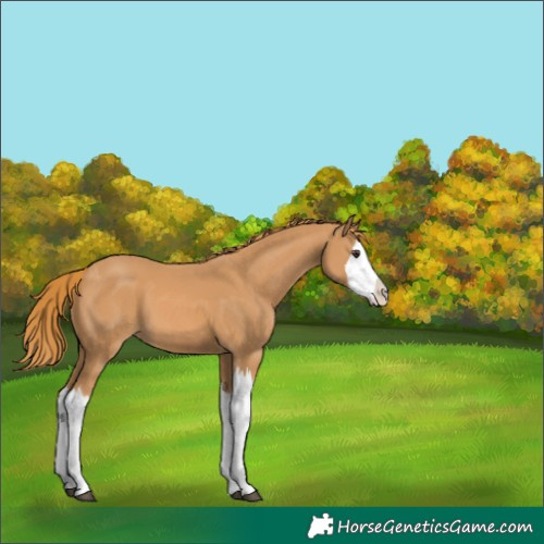 Horse Color:Chestnut Splash