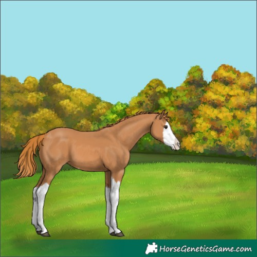 Horse Color:Chestnut Splash 