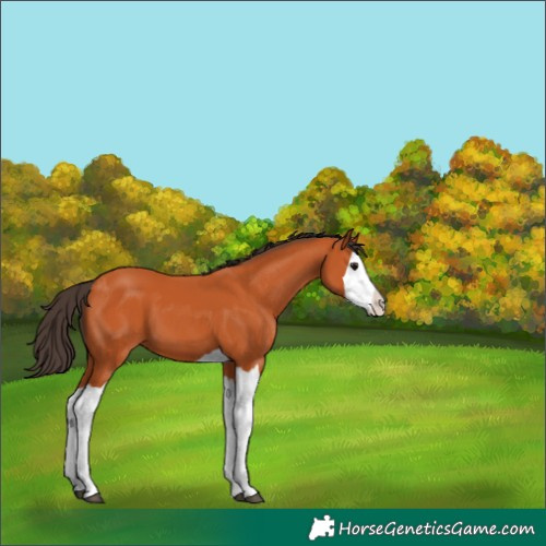Horse Color:Bay Splash