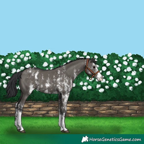 Horse Color:Grullo Sabino Rabicano 
