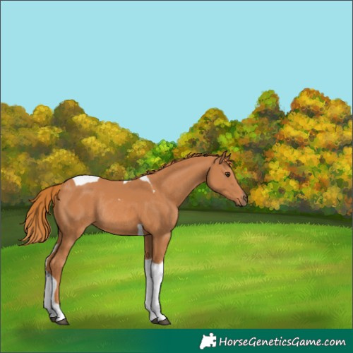 Horse Color:Chestnut Tobiano Rabicano