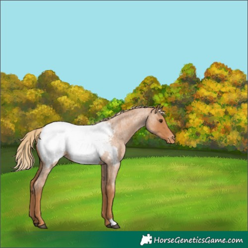Horse Color:Red Roan Near Fewspot