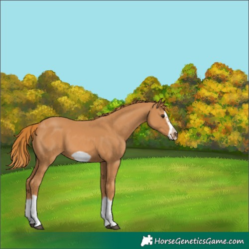 Horse Color:Chestnut Splash Frame