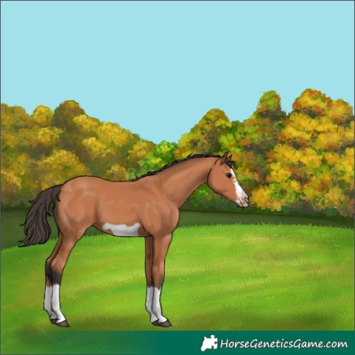 Horse Color:Bay Splash Frame