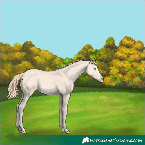 Horse Color:Perlino Splash Frame