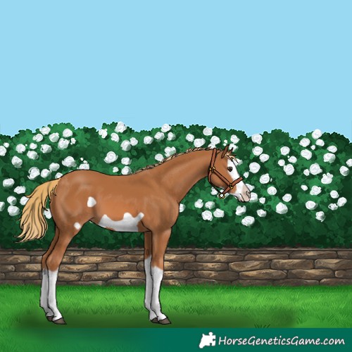 Horse Color:Chestnut Splash Frame