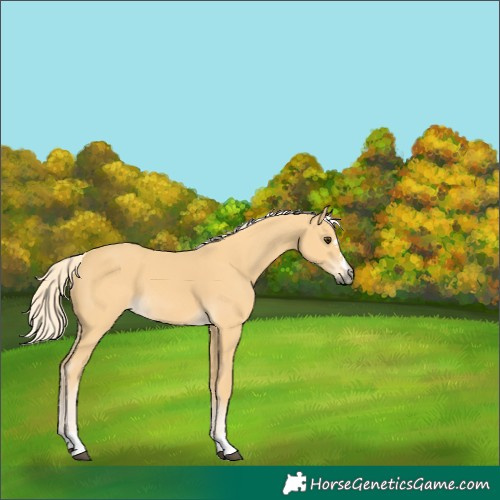 Horse Color:Palomino 