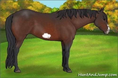 Horse Color:Bay Frame 