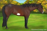 Horse Color:Bay Frame