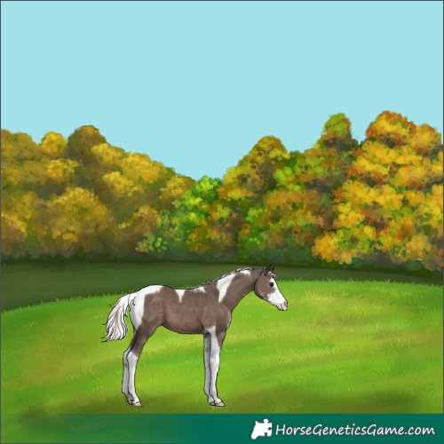 Horse Color:Silver Black Sabino Tobiano 