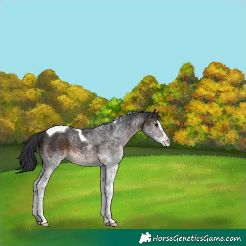 Horse Color:White Spotted Brown Splash Tobiano Rabicano