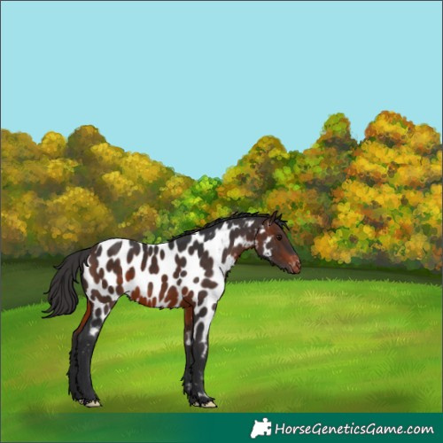 Horse Color:Brown Near Leopard 