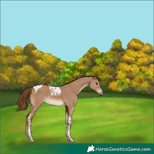 Horse Color:Red Dun Tobiano
